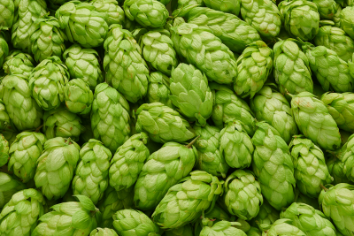 Lúpulos e Aromas: Como o Ingrediente Mais Aromático da Cerveja Define Sabores e Experiências